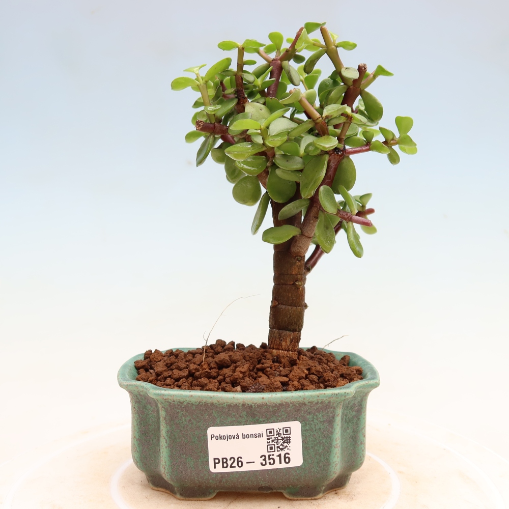 Zimmer Bonsai - Portulakaria Afra - Tlustice