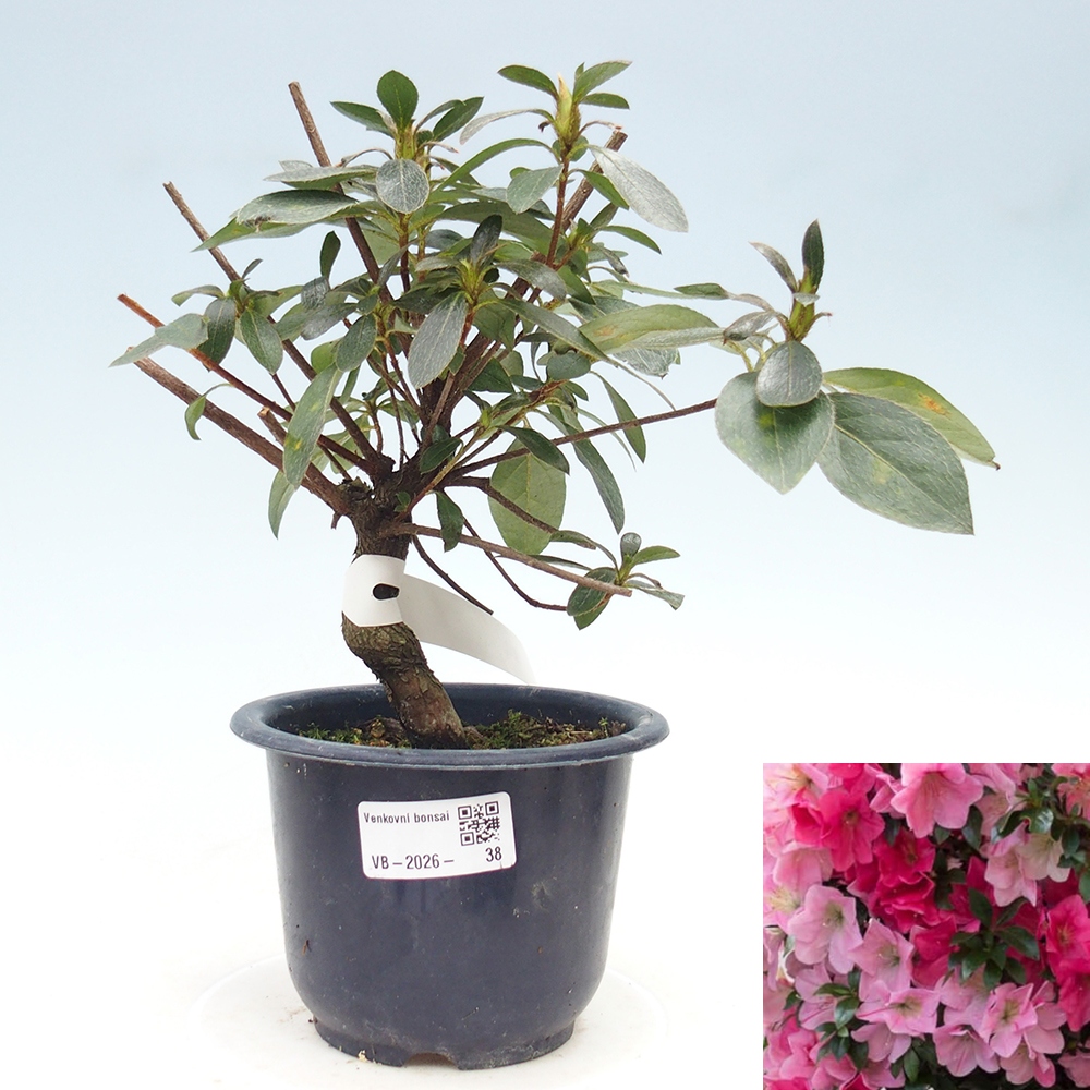 Bonsai für draußen - Japanische Azalee - Azalea Saien