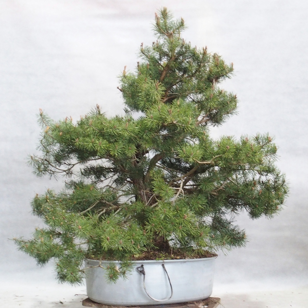 Yamadori - Pinus sylvestris 