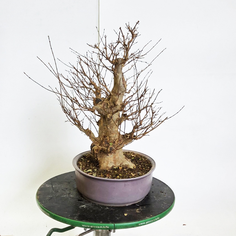 Freiland Bonsai Ahorn Burger - Acer Burgeriana