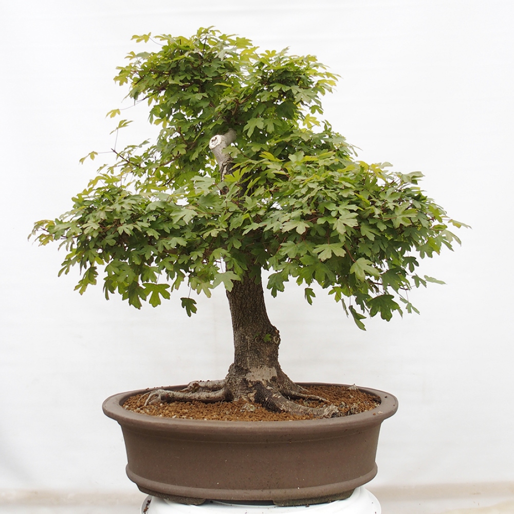 Bonsai im Freien - Französischer Ahorn - Acer Nonspessulanum