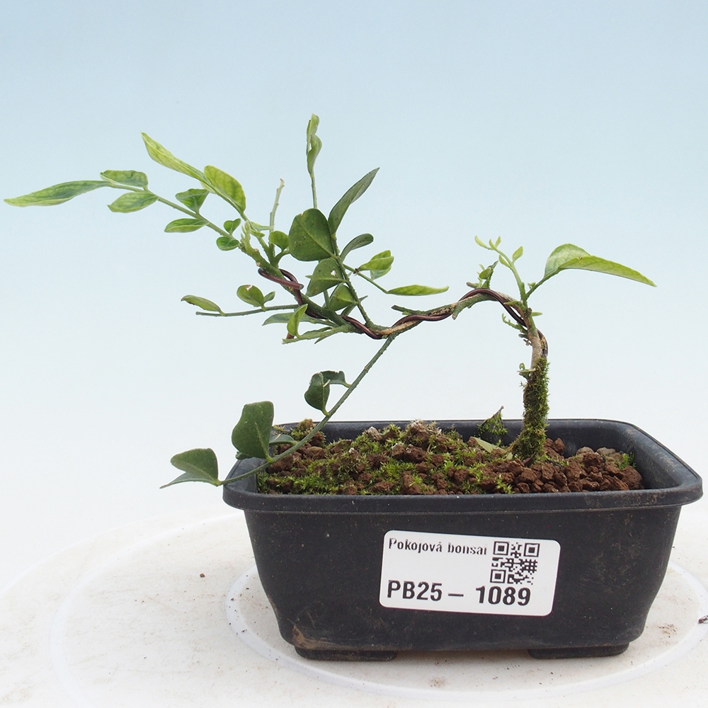 Zimmerbonsai - Muraya paniculata