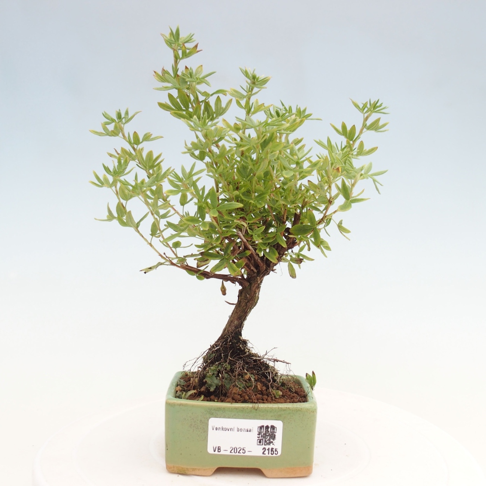 Outdoor-Bonsai-Fingerkraut - Potentila fruticosa gelber Vogel