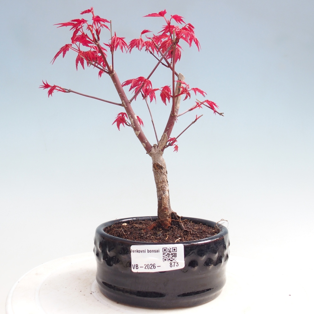 Bonsai für draußen - Acer palmatum DESHOJO