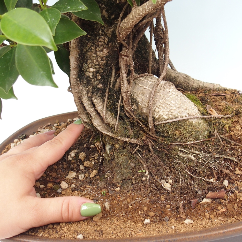 Zimmerbonsai - Ficus kimmen - kleinblättriger Ficus - NUR PERSÖNLICHE ABHOLUNG oder Palettentransport