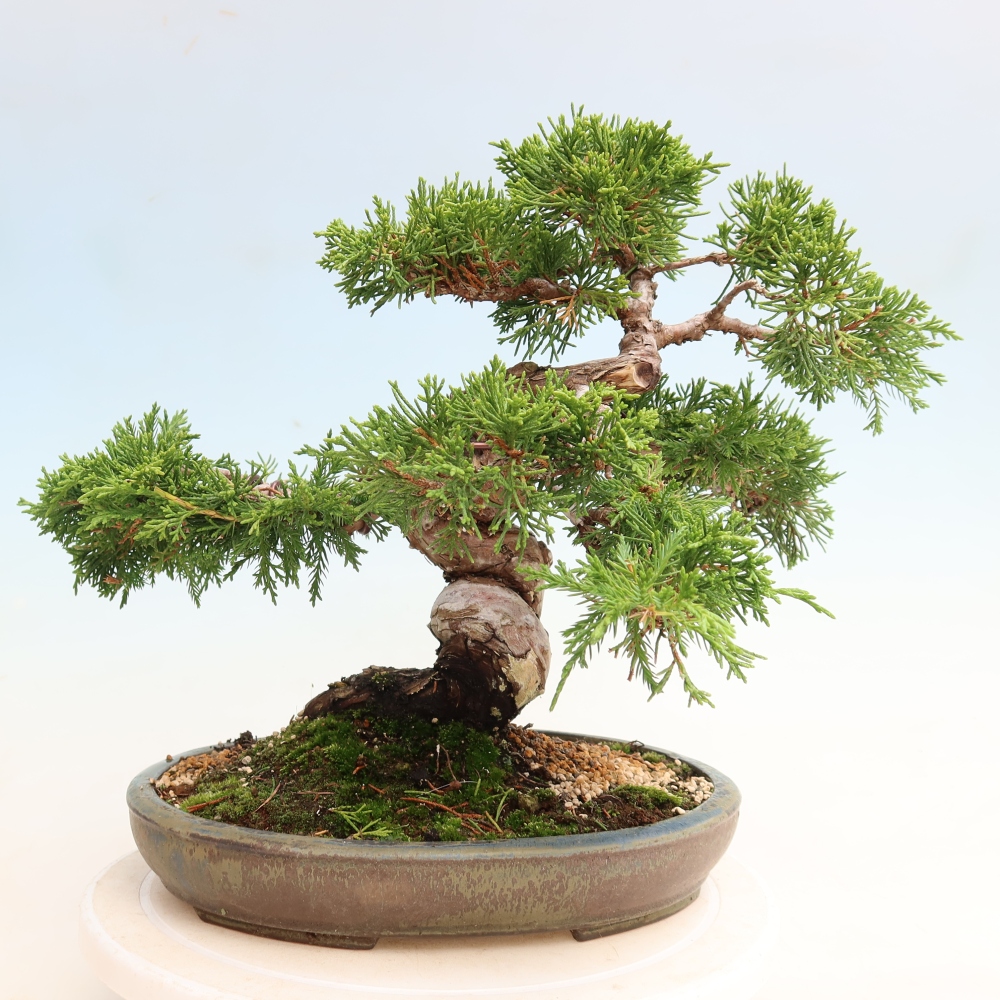 Bonsai für draußen - Juniperus chinensis Itoigawa-Juniperus chinensis