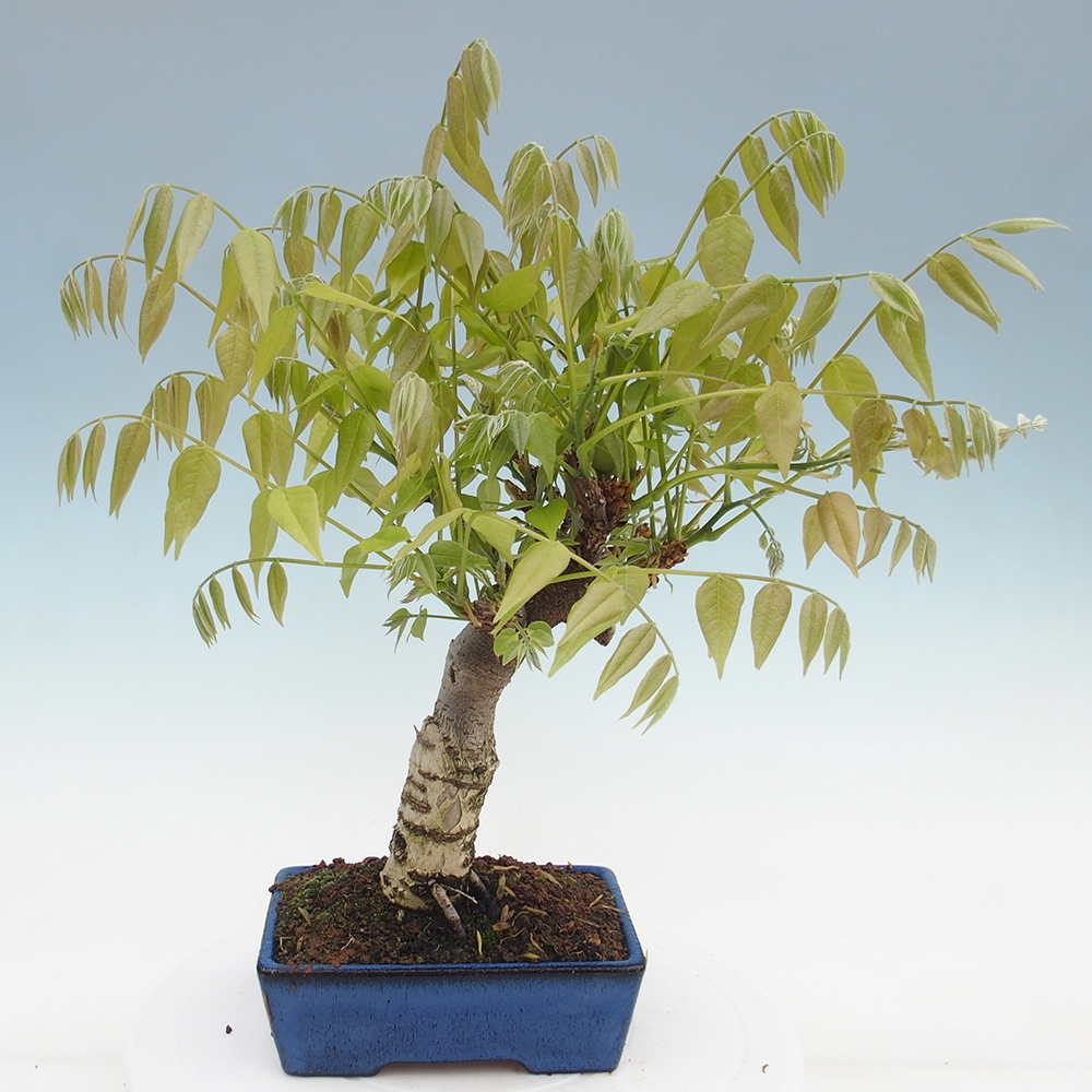 Bonsai im Freien - Wisteria floribunda - Wisteria floribunda
