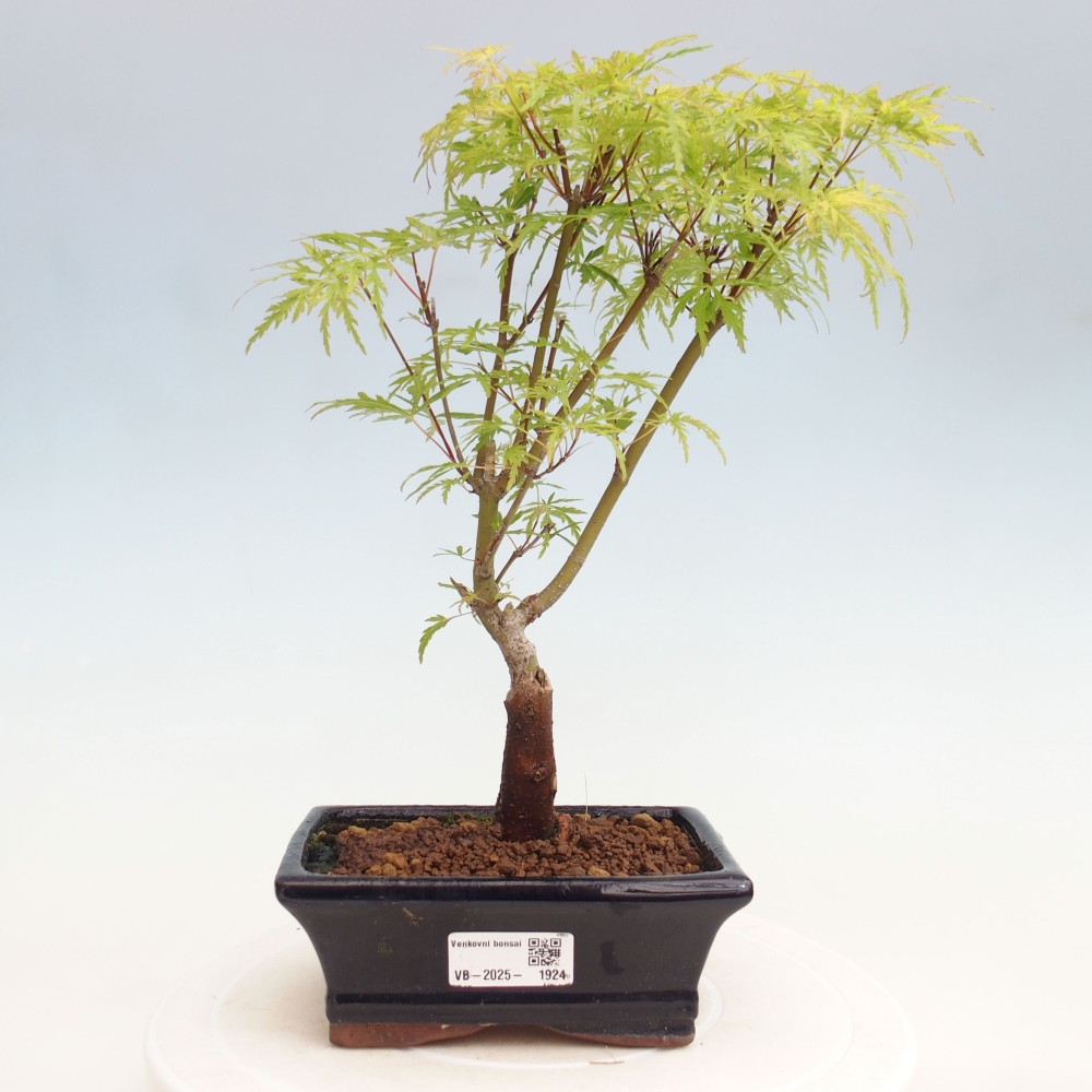 Bonsai im Freien - Acer palmatum Dissectum - japanischer Ahorn 