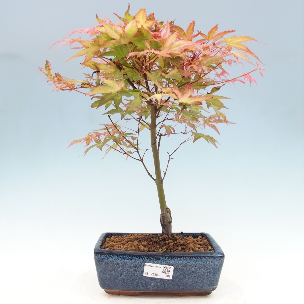 Ahorn - Acer palmatum Beni Tsukasa