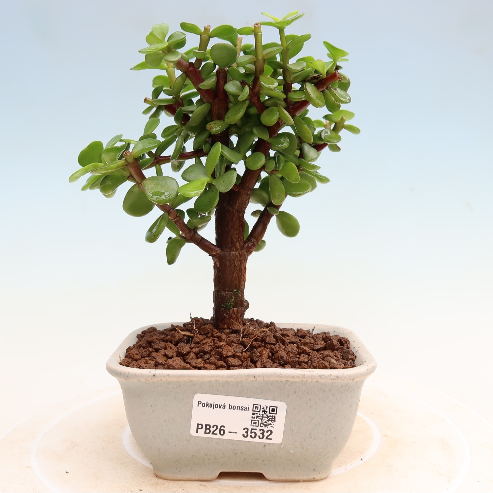 Zimmer Bonsai - Portulakaria Afra - Tlustice