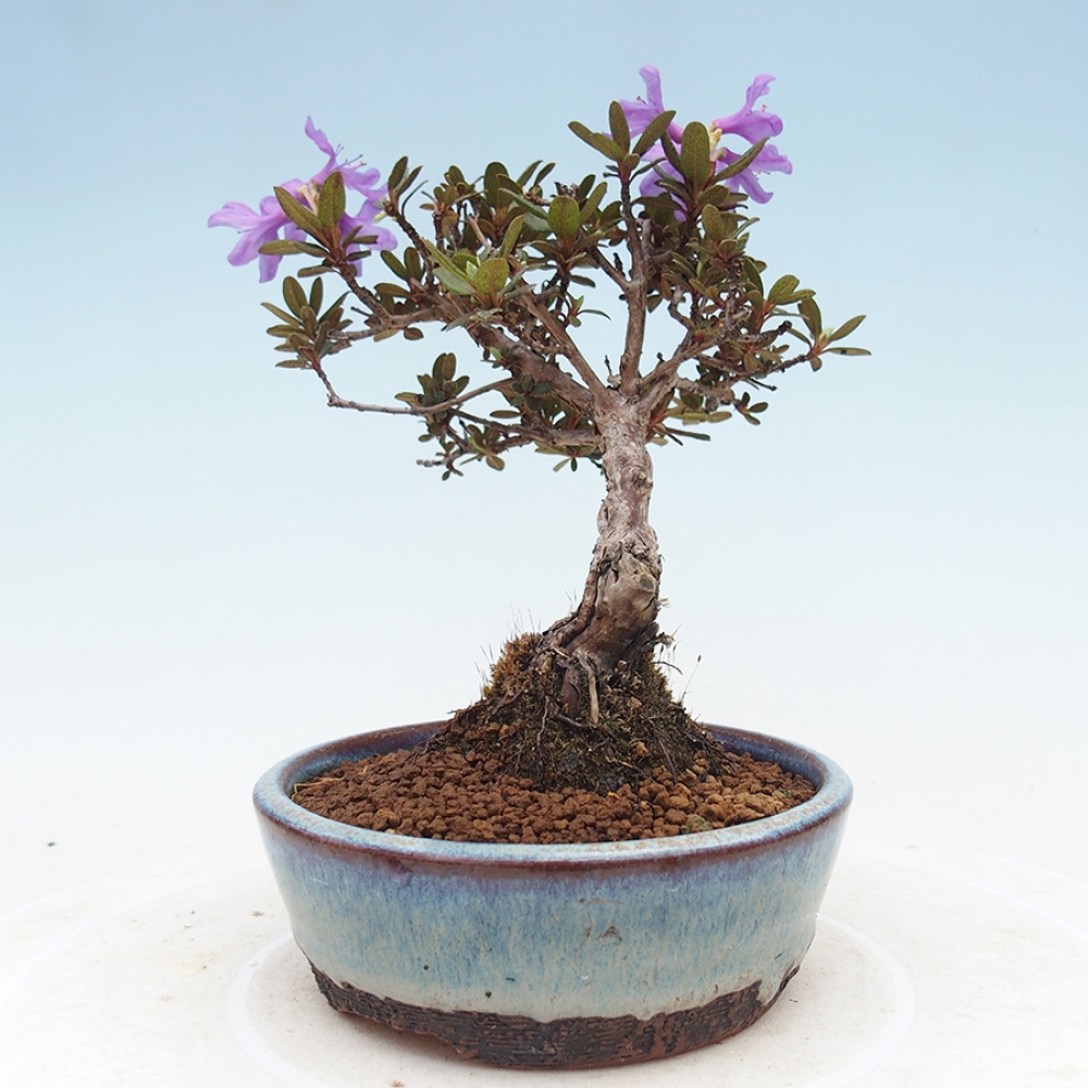 Outdoor-Bonsai - Rhododendron - Skunk