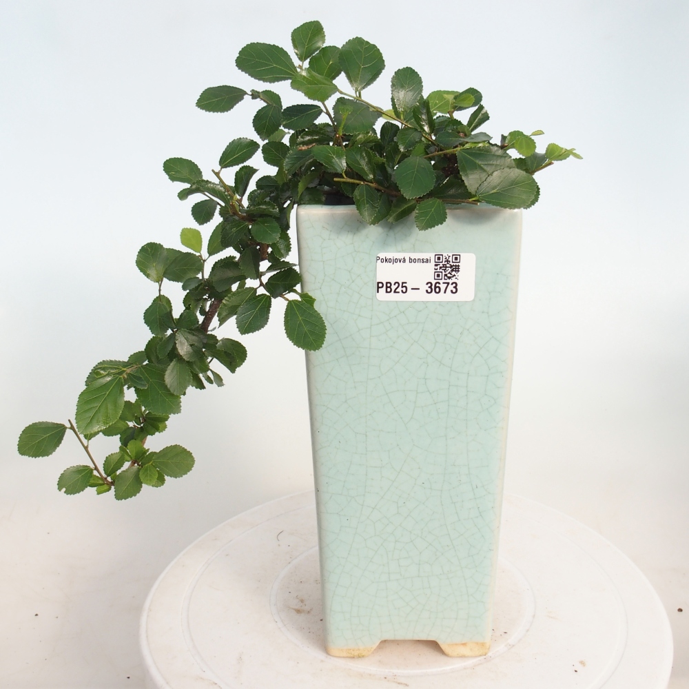 Zimmerbonsai - Grewia occidentalis - Lavendel Seestern