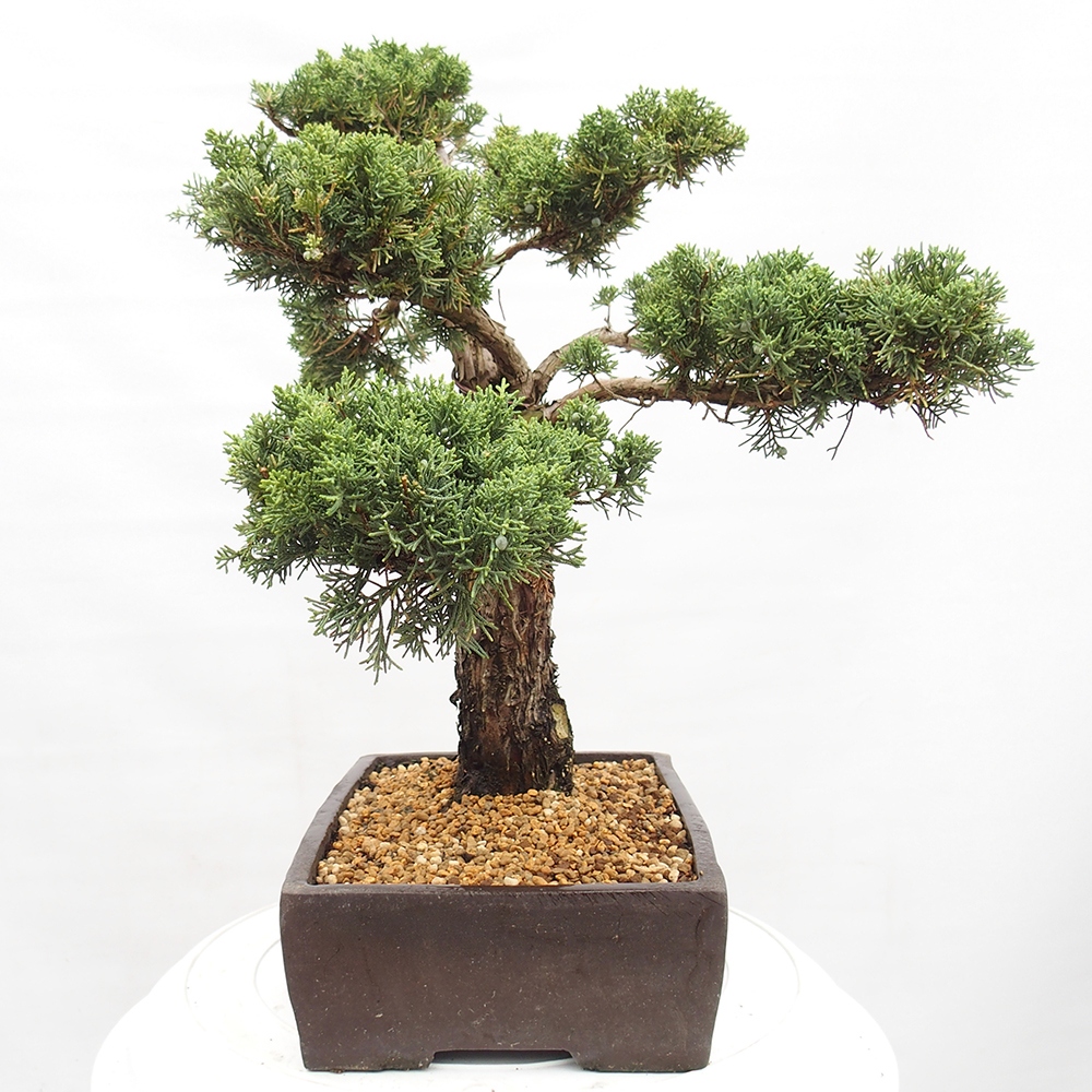 Bonsai im Freien - Juniperus chinensis  - Chinesischer wacholder
