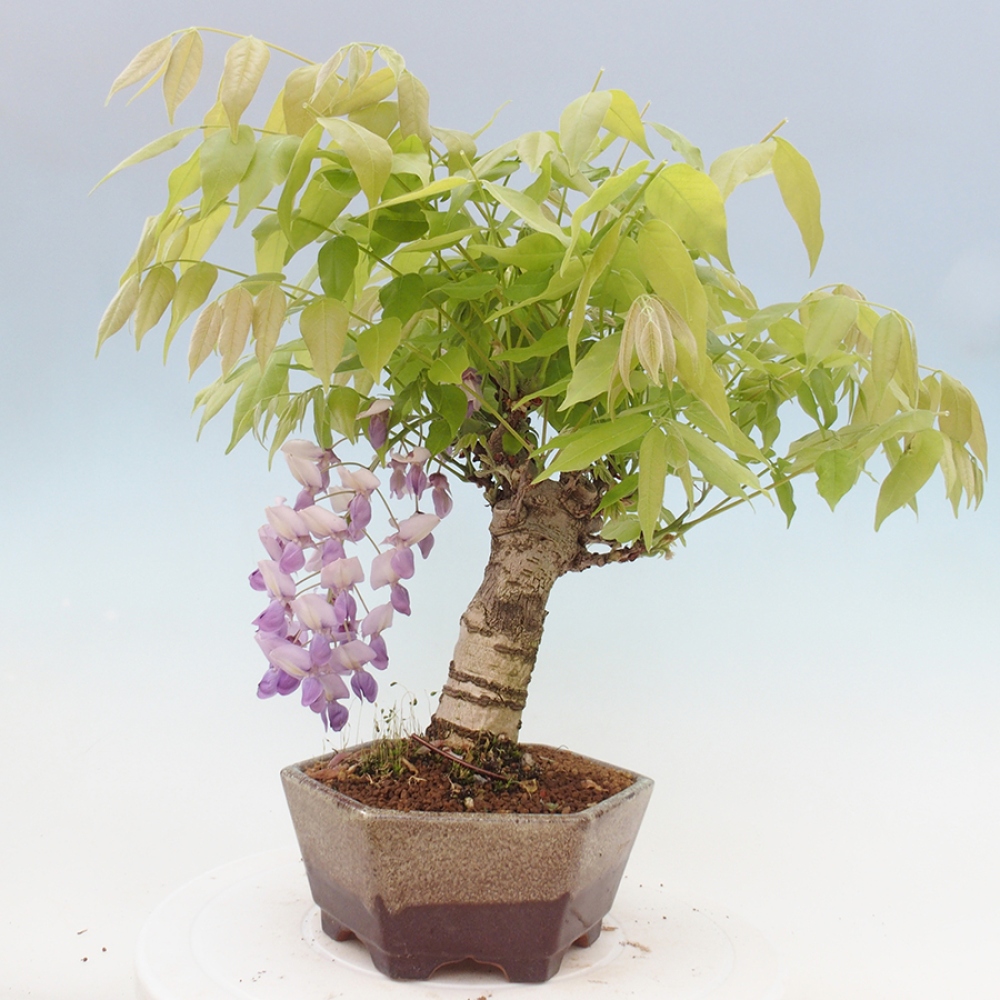Bonsai im Freien - Wisteria floribunda - Wisteria floribunda