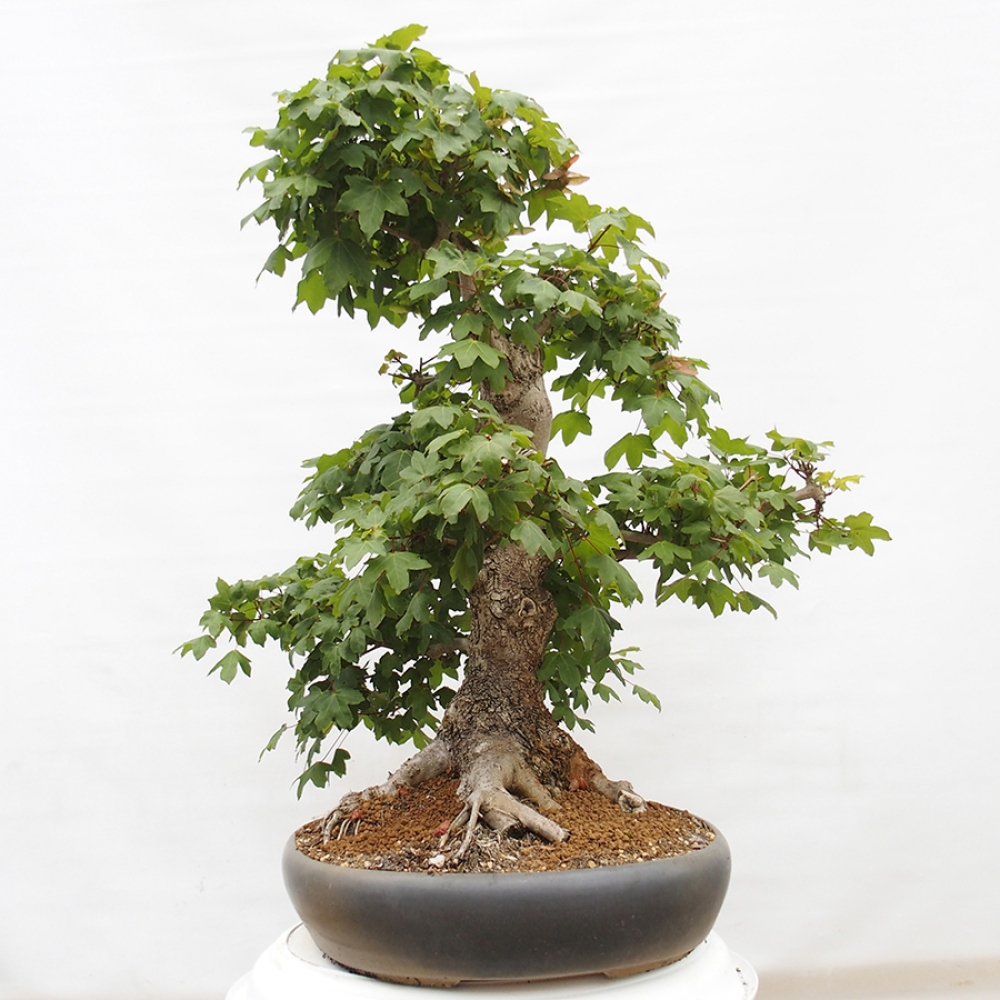 Bonsai im Freien - Baby-Ahorn - Acer campestre