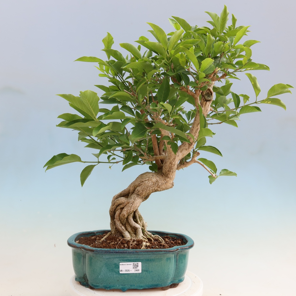 Bonsai für draußen - Europäische Ulme - euonimus