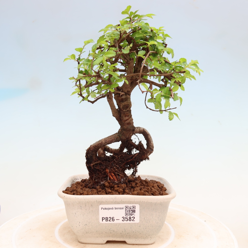 Zimmerbonsai - Ulmus parvifolia - Kleinblättrige Ulme