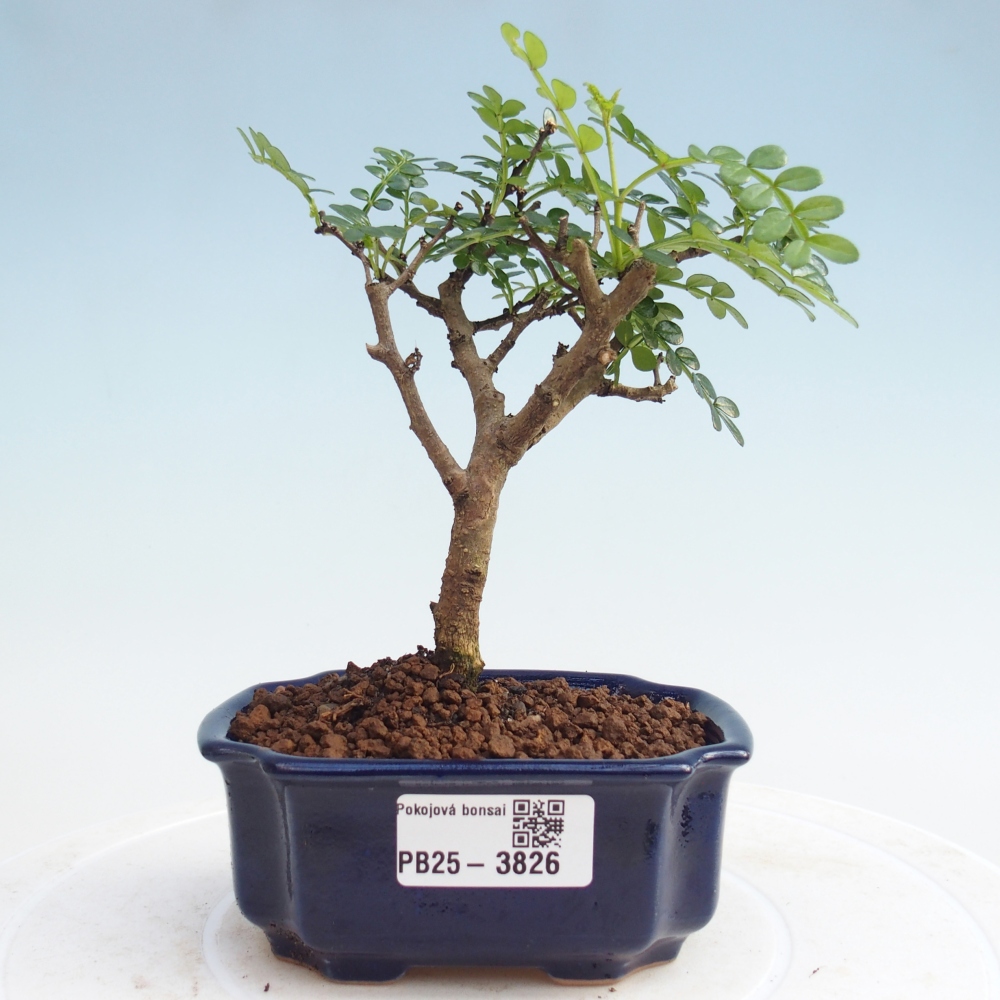 Zimmer Bonsai - Zantoxylum piperitum - Pfefferbaum PB220935