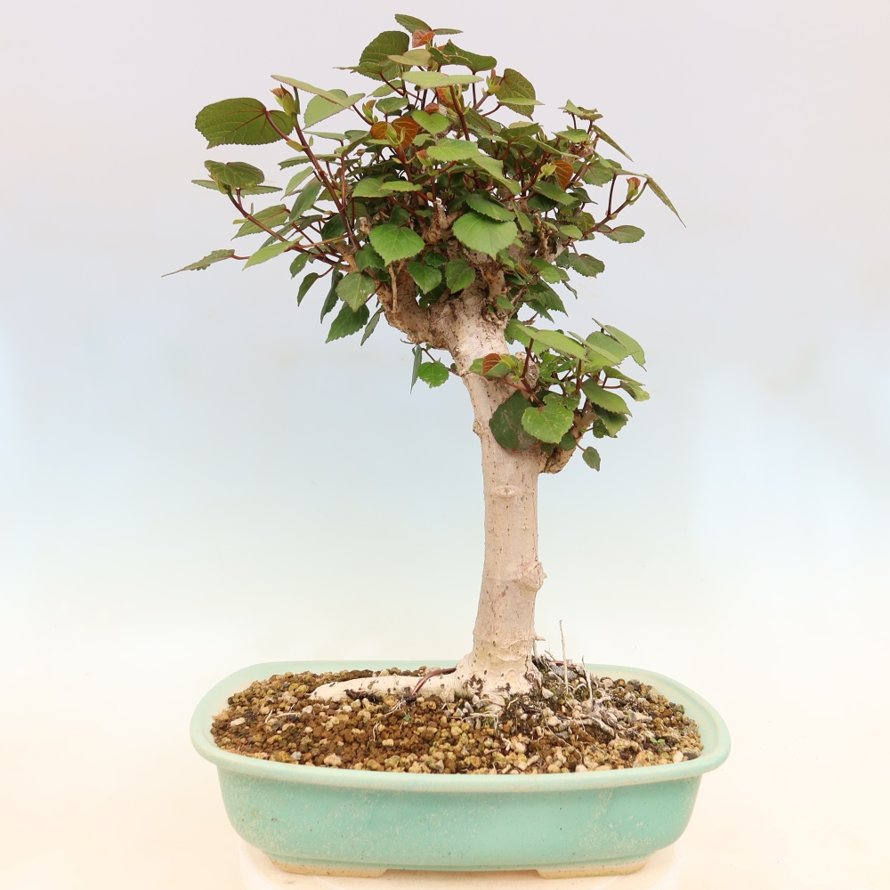 Zimmerbonsai - Hibiscus tiliaceus - Meeres-Hibiskus