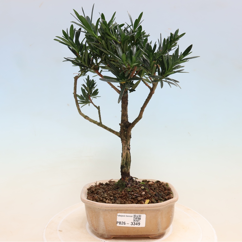 Zimmerbonsai - Podocarpus - Stein-Eibe