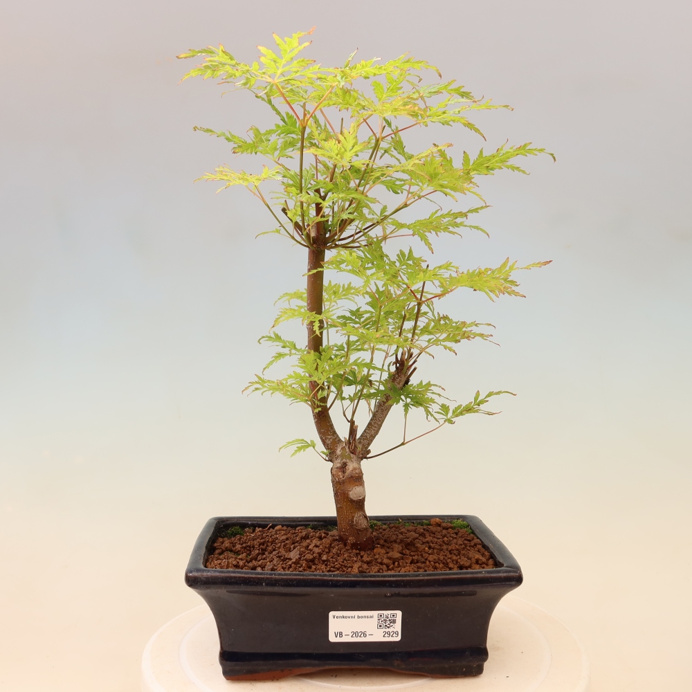 Bonsai für draußen - Acer palmatum Dissectum