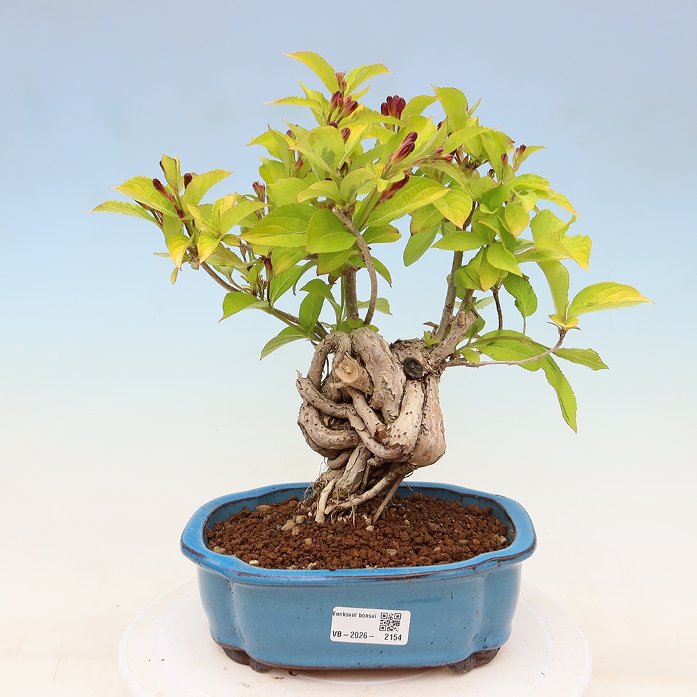 Freiland-Bonsai – Weigela subsessilis – Koreanische Weigela