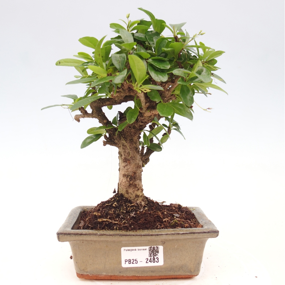 Zimmerbonsai - Carmona Macrophylla - Fuki-Tee