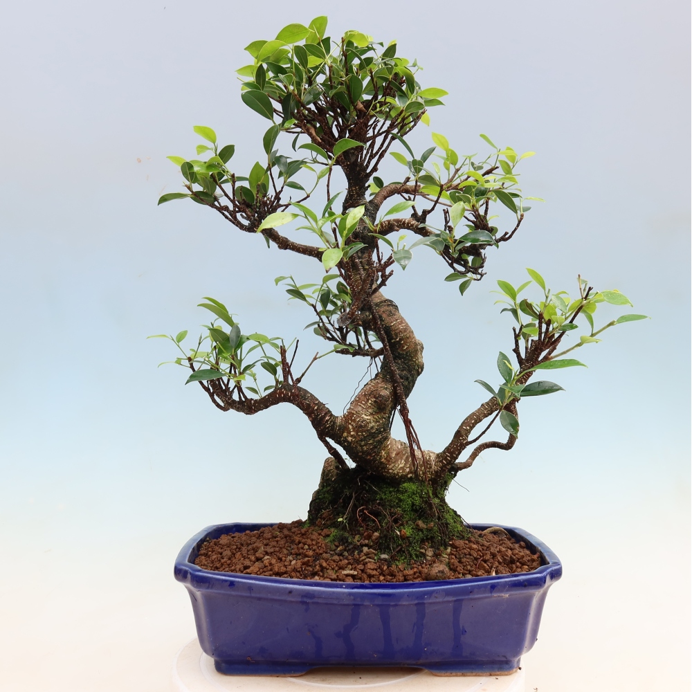 Zimmerbonsai - Ficus kimmen - Kleinblättriger Ficus