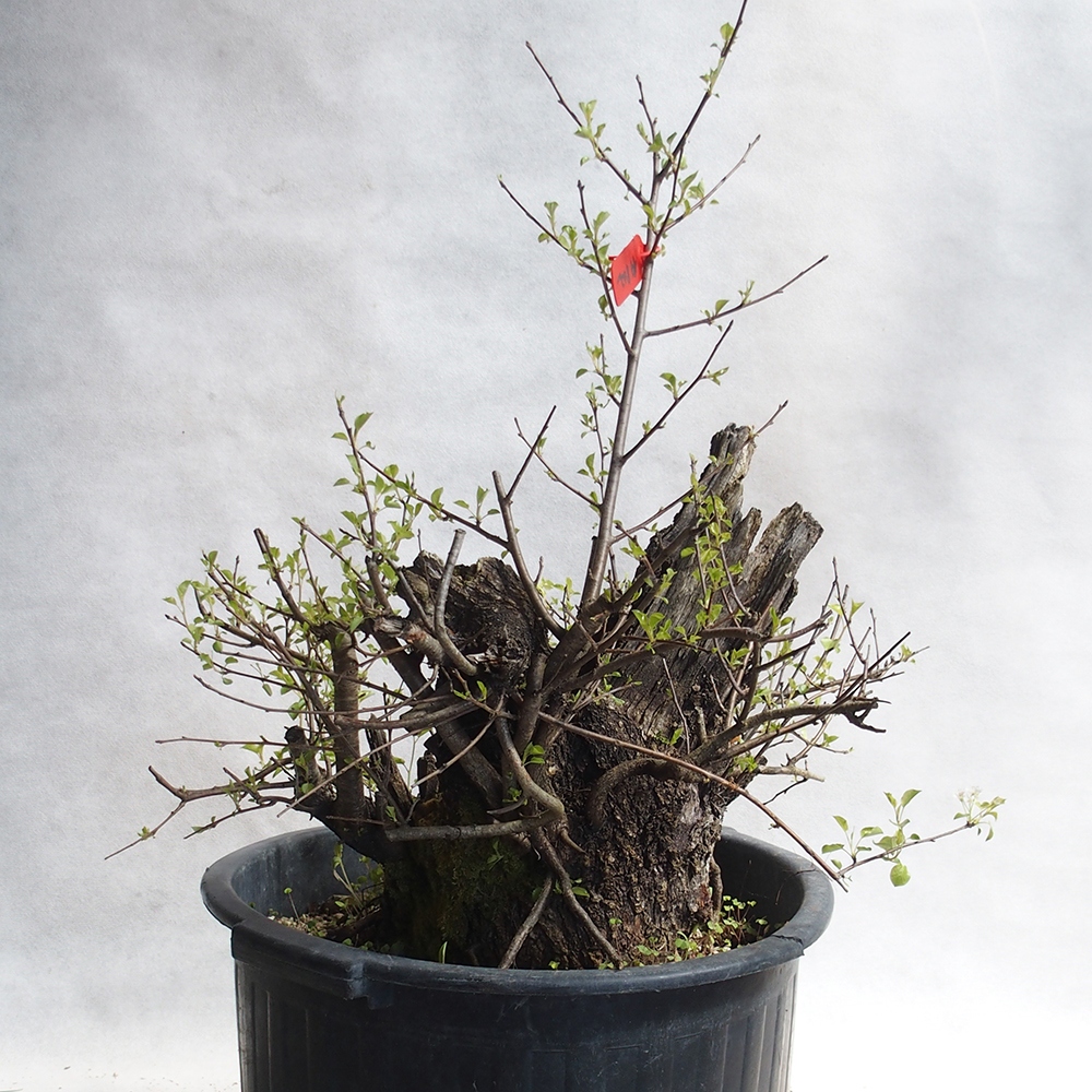 Outdoor Bonsai -Mahalebka - Prunus Mahaleb