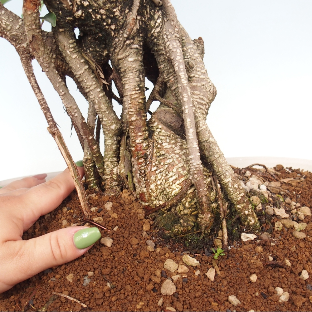 Zimmerbonsai - Ficus kimmen - kleinblättriger Ficus - NUR PERSÖNLICHE ABHOLUNG oder Palettentransport