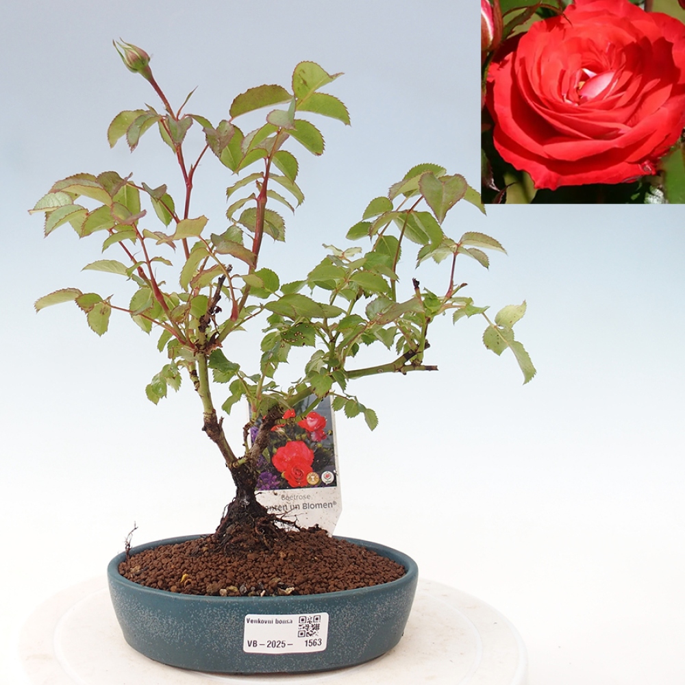 Freilandbonsai - Rosa Kordes -  Rose