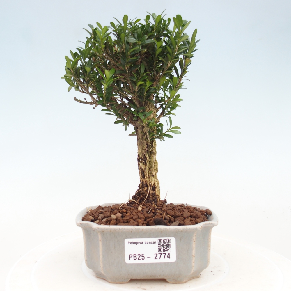 Zimmer Bonsai - Buxus harlandii - Kork Buchsbaum
