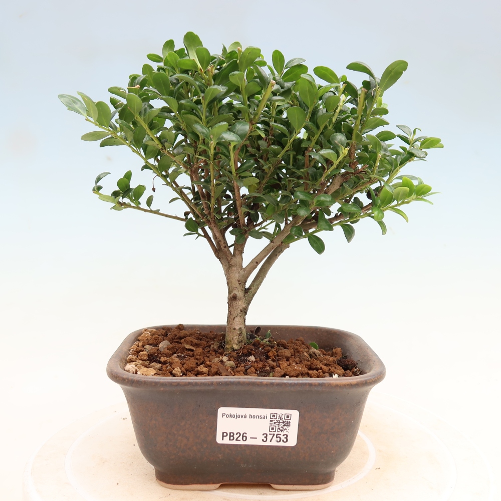 Zimmer Bonsai - Ilex crenata - Stechpalme