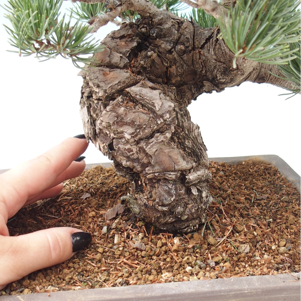 Bonsai im Freien - Pinus parviflora - kleine Kiefer