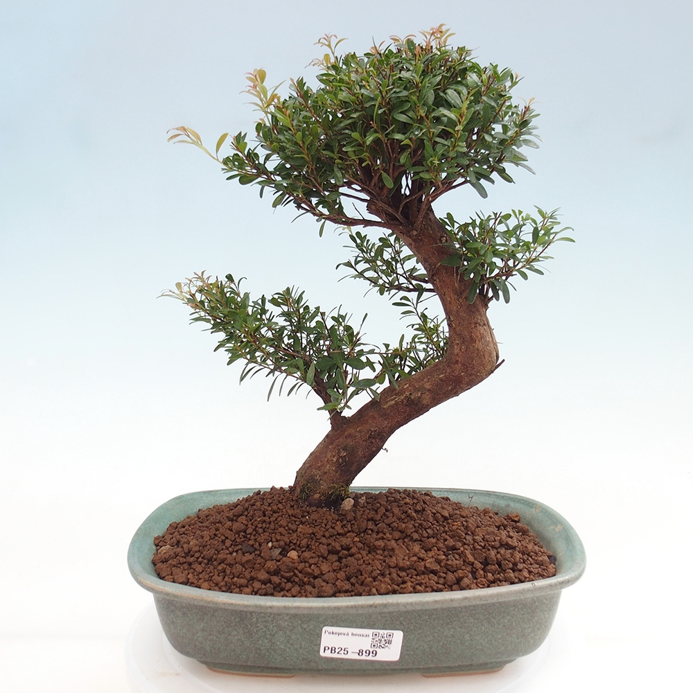 Zimmer Bonsai - Syzygium - Pimentovník
