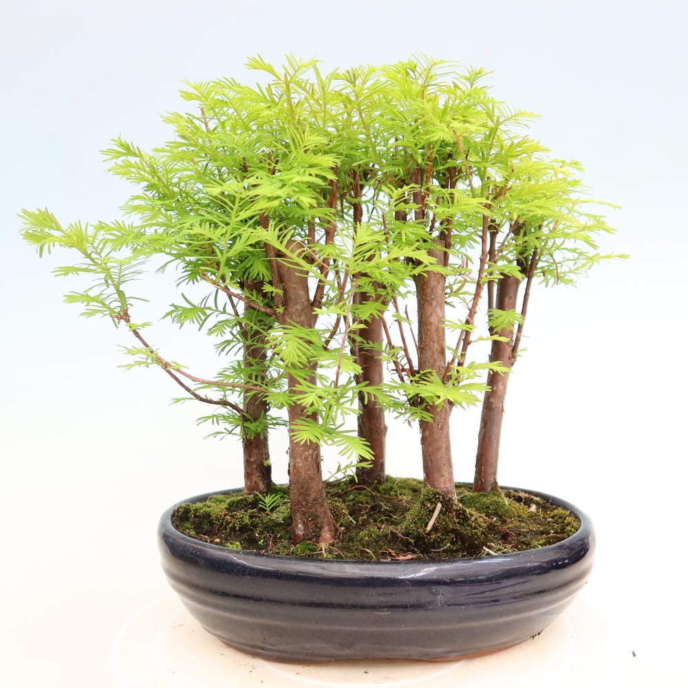 Bonsai für den Außenbereich – Metasequoia glyptostroboides – Chinesische Metasequoia – Wäldchen