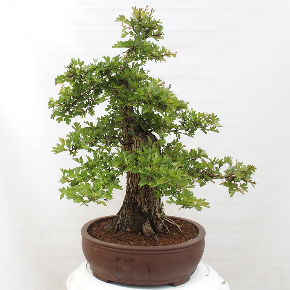 Bonsai im Freien - Weißdorn - Crataegus monogyna