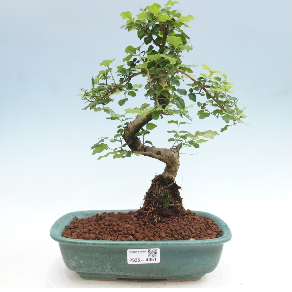 Zimmer Bonsai -Ligustrum chinensis - Vogelschnabel