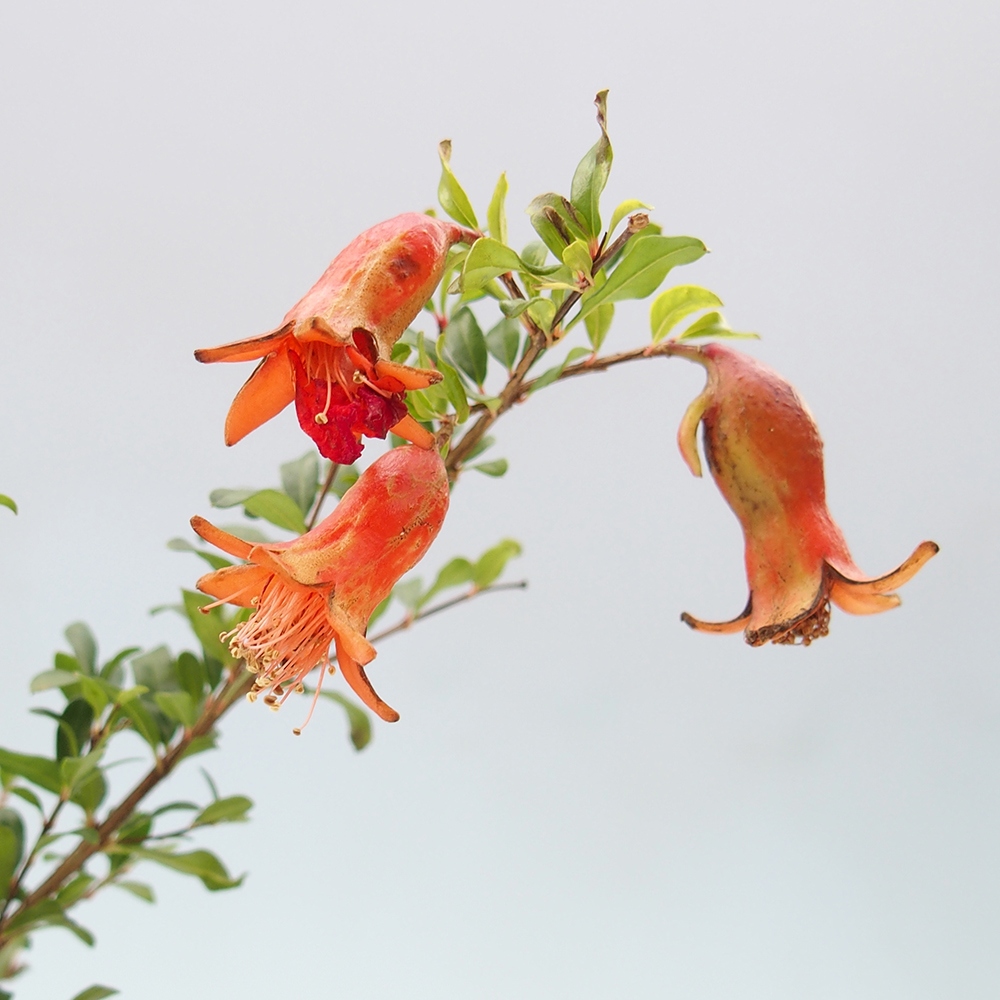 Zimmer Bonsai-PUNICA Granatum Nana-Granatapfel