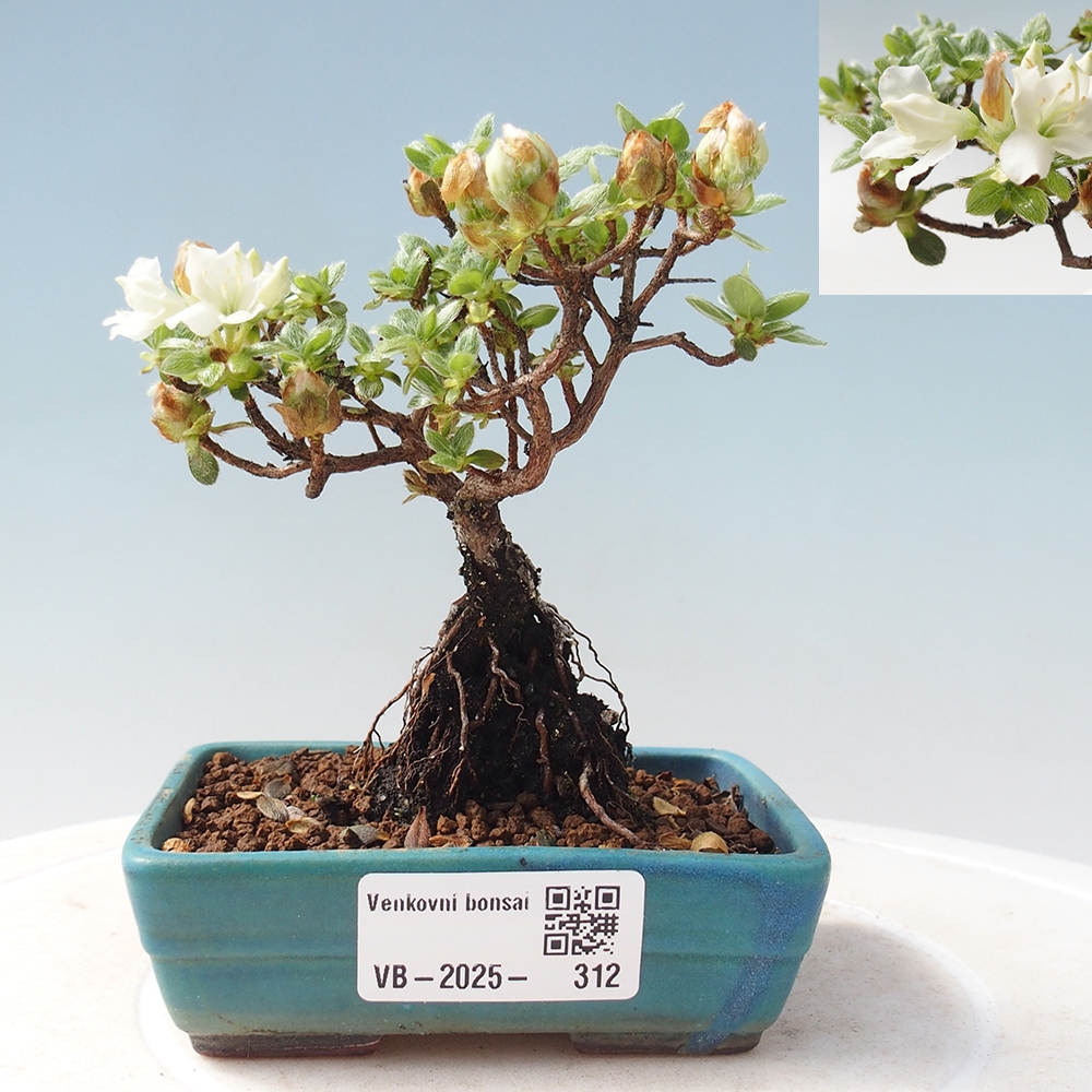 Outdoor-Bonsai - Rododendron indicum - Japanische Azalee
