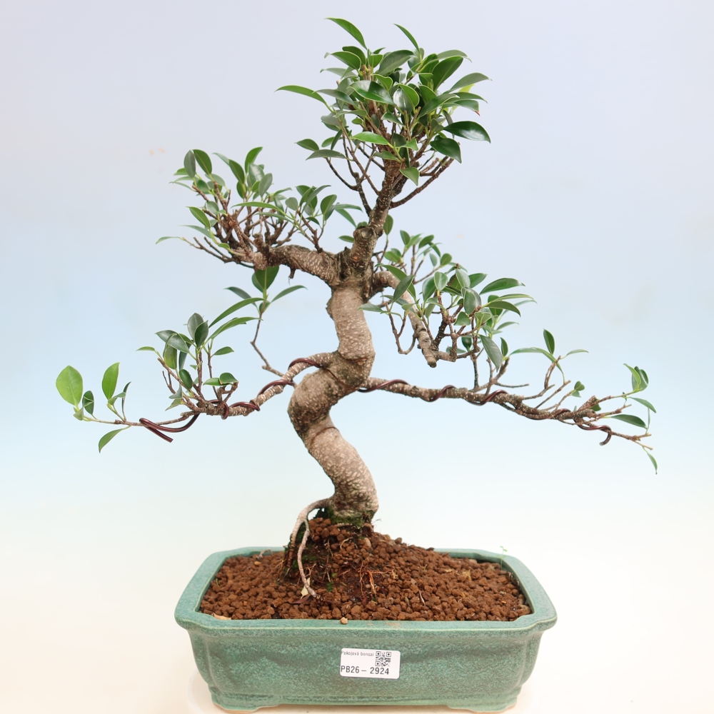 Zimmerbonsai - Ficus kimmen - Kleinblättriger Ficus