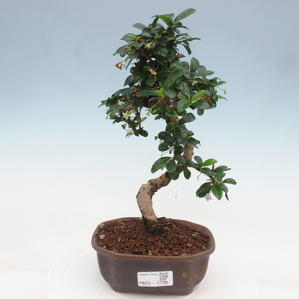 Zimmerbonsai - Carmona Macrophylla - Fuki-Tee