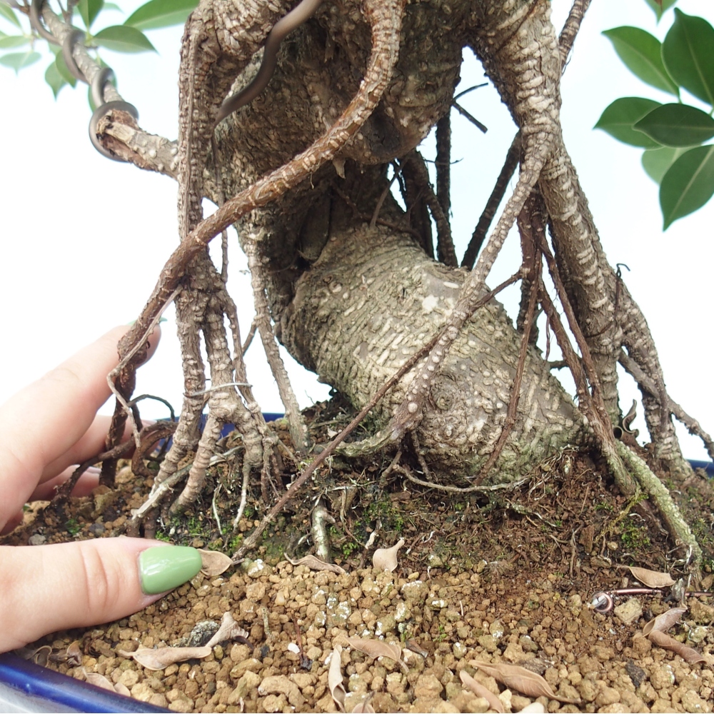 Zimmerbonsai - Ficus kimmen - kleinblättriger Ficus - NUR PERSÖNLICHE ABHOLUNG oder Palettentransport