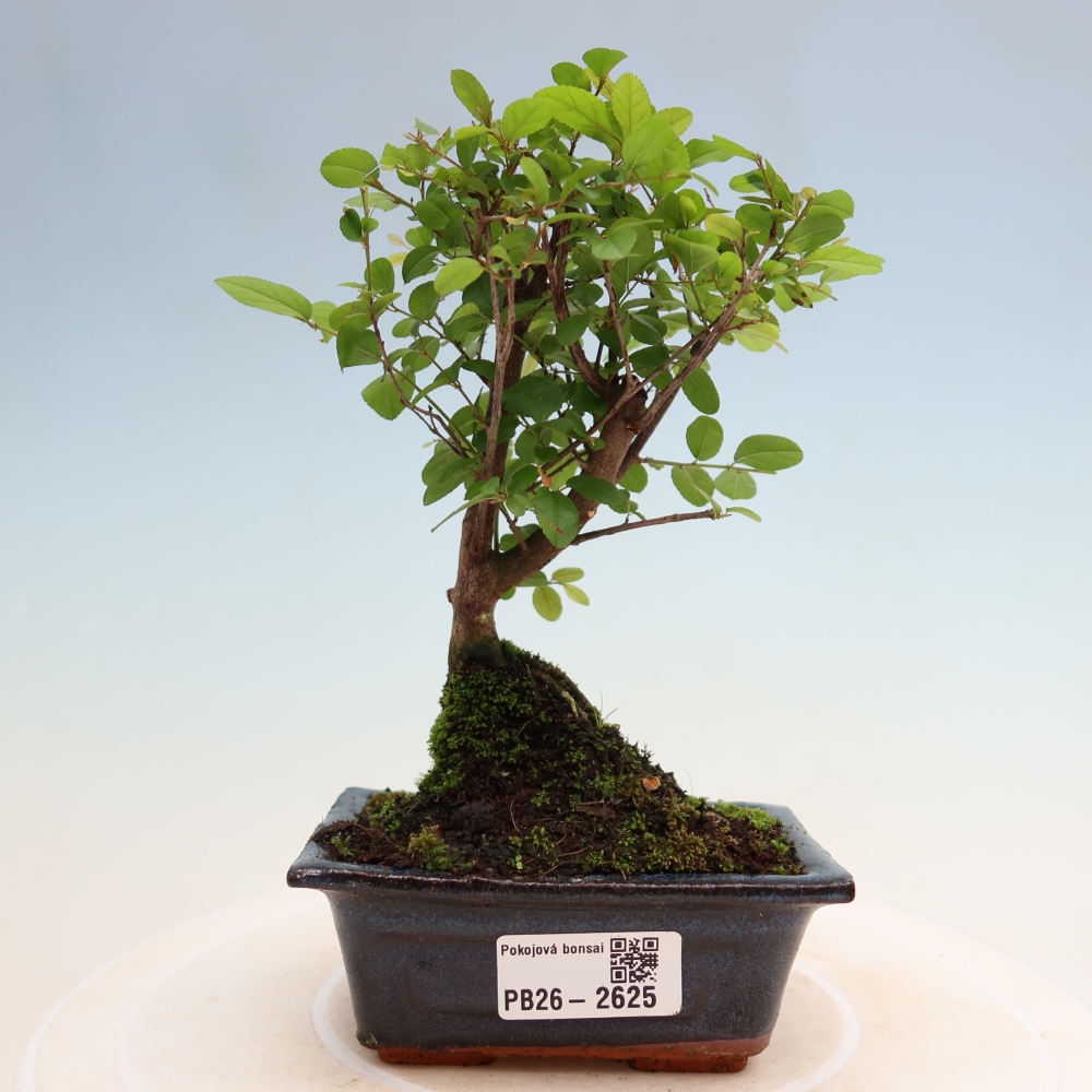 Zimmer Bonsai - Sageretia thea - Sageretia thea