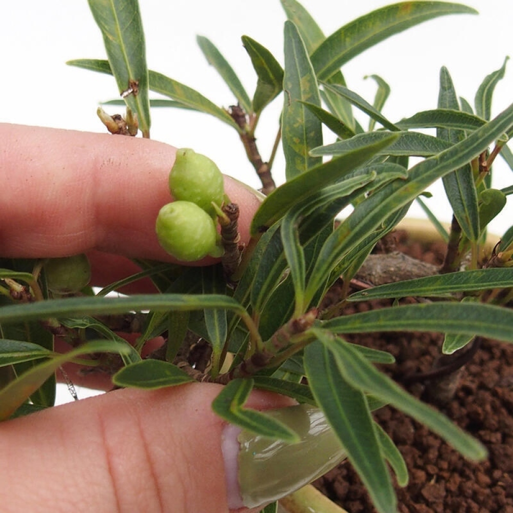 Zimmerbonsai - Ficus nerifolia - kleinblättriger Ficus im Container