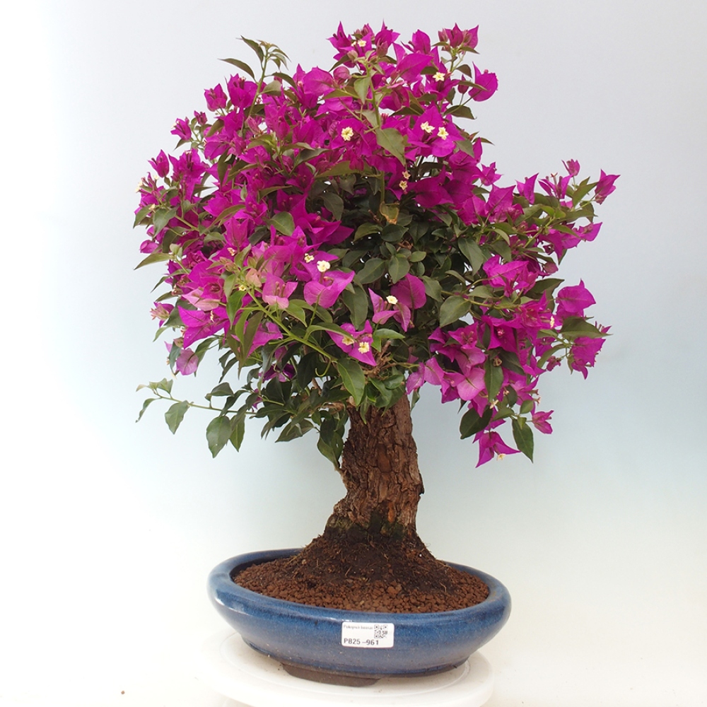 Indoor Bonsai - Bouganwilea