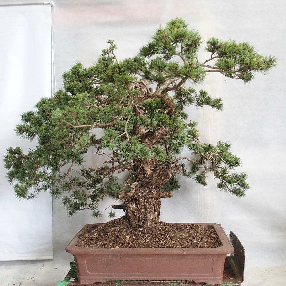 Yamadori - Pinus sylvestris 