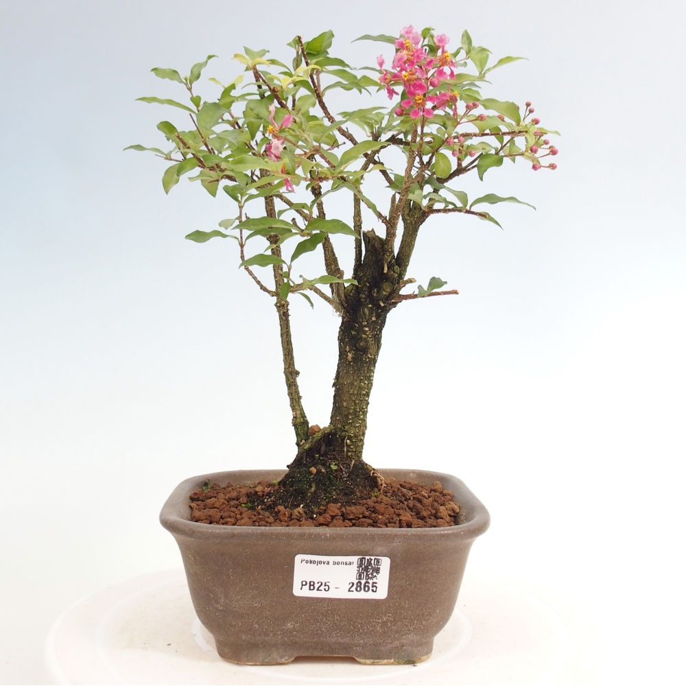 Zimmerbonsai - Malpighia coccigera - Barbdor-Kirsche