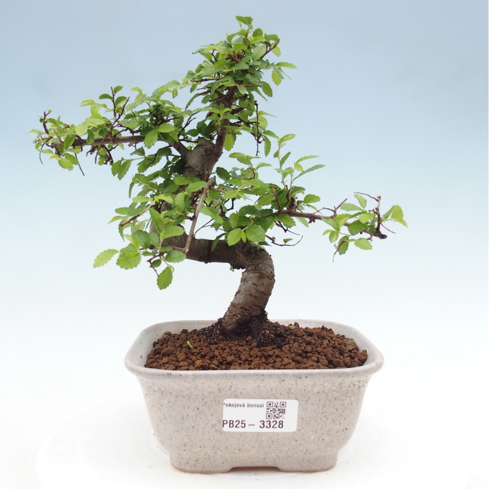 Zimmerbonsai - Ulmus parvifolia - Kleinblättrige Ulme