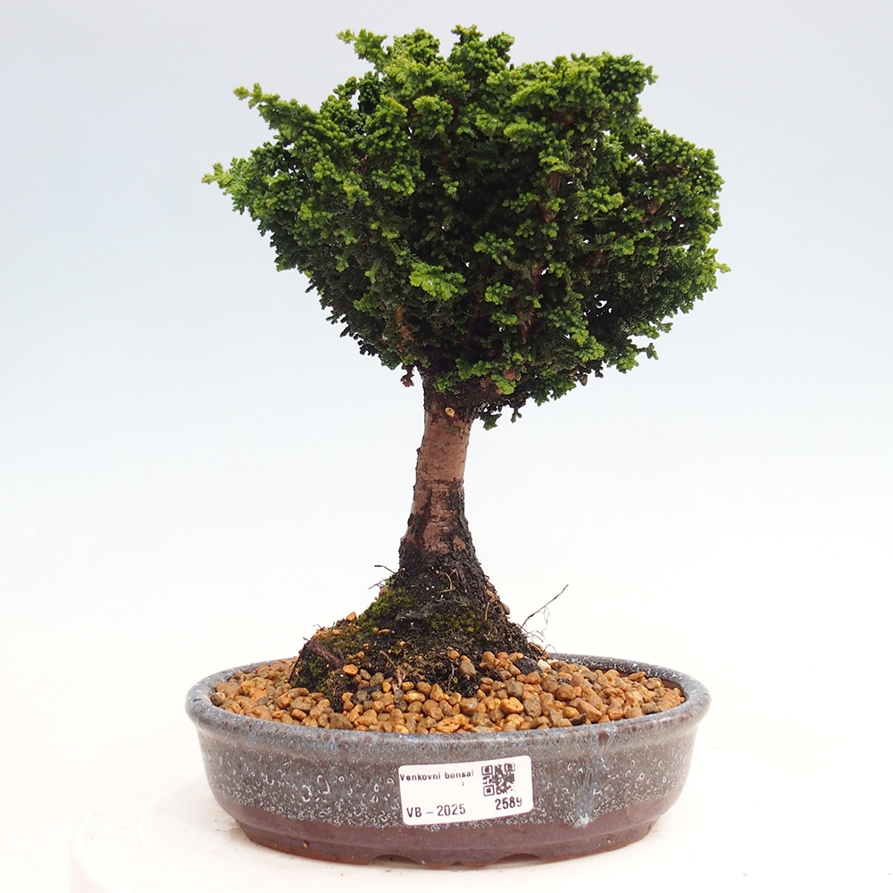 Bonsai im Freien - Cham. obtusa SEKKA HINOKI - Zypresse